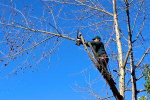 proyectos de jardinería utilizando una motosierra