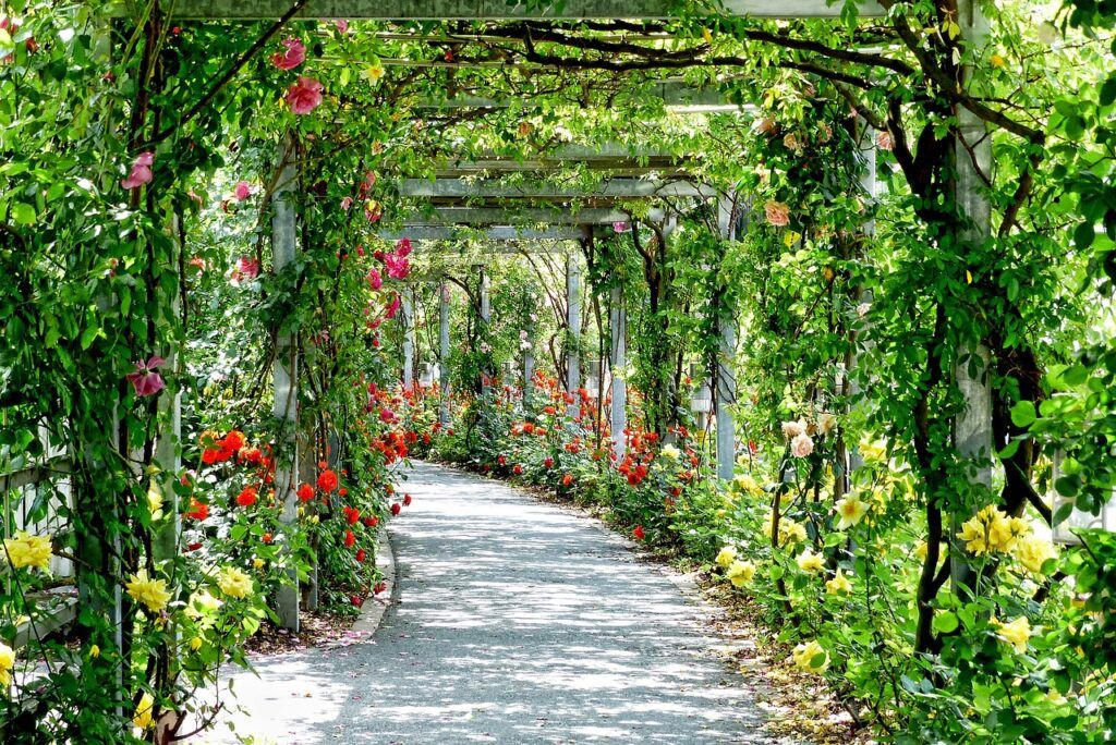 cuidados del jardín en verano