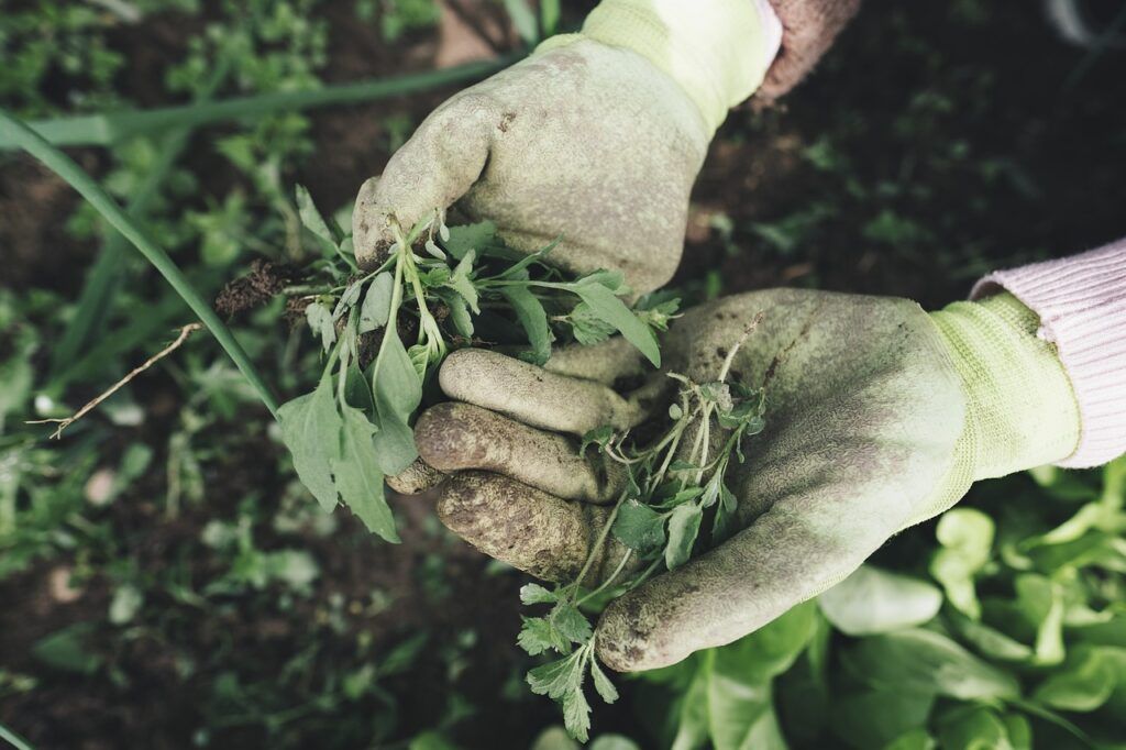 herramientas esenciales para jardineros principiantes