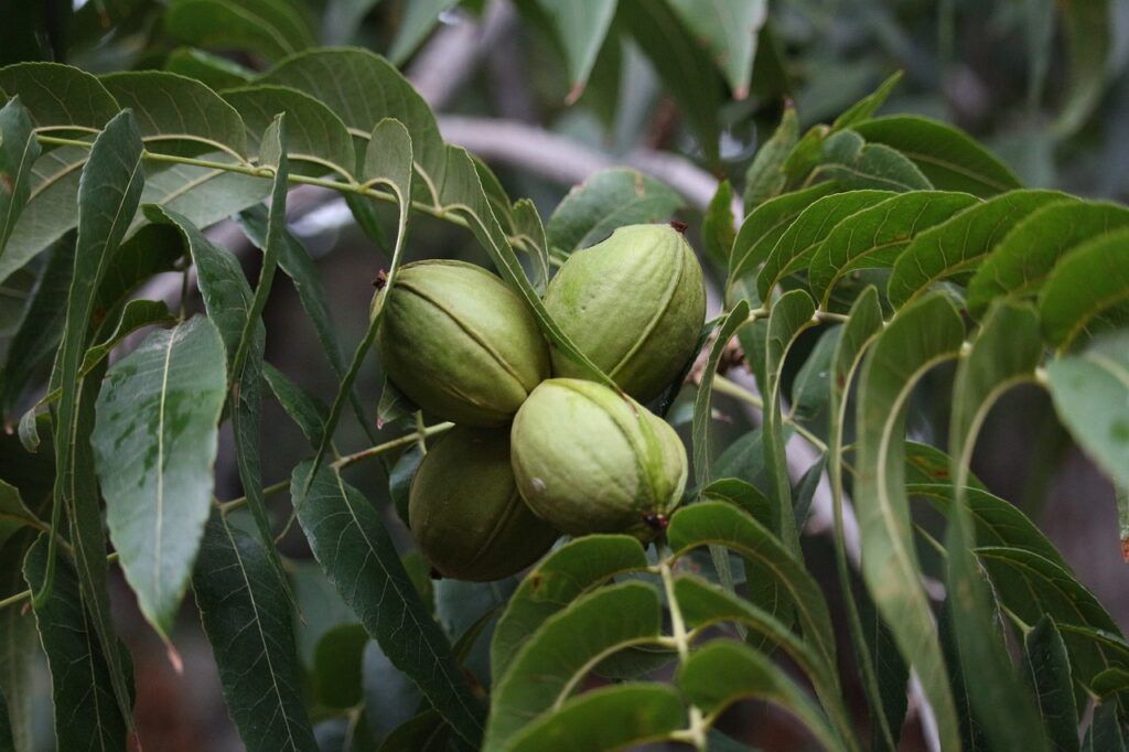 cosechar frutas con un vareador