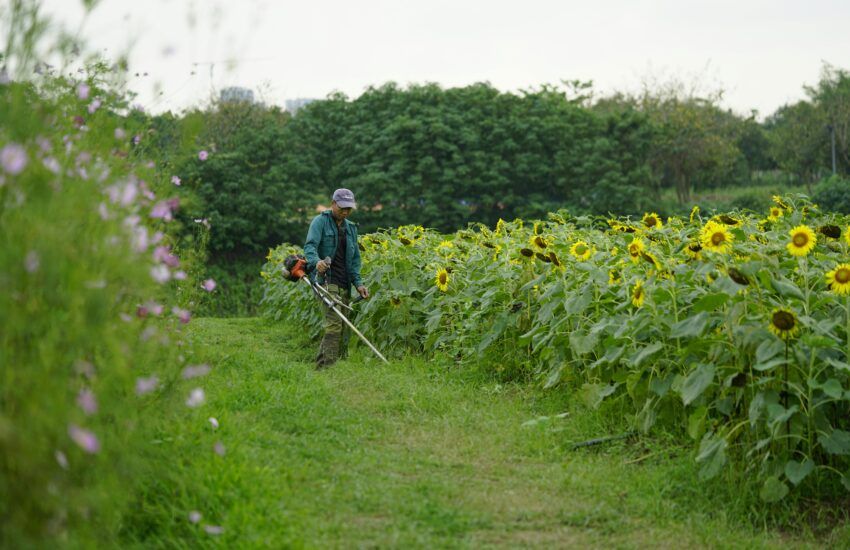 proyectos de mejora del jardín utilizando una desbrozadora